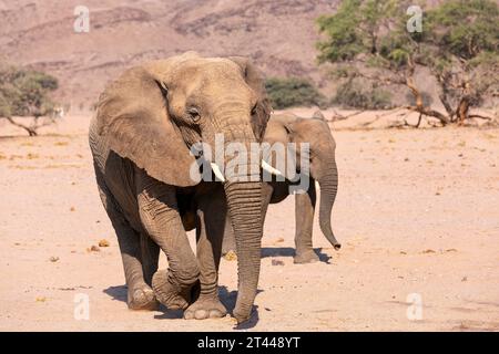 Gli elefanti del deserto vivono nella regione di Kunene, comprendendo principalmente deserto sabbioso, montagne rocciose e aride pianure di ghiaia nel nord-ovest della Namibia, Skel Foto Stock