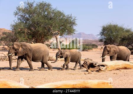 Elefante africano (Loxodonta africana), madre elefante adattata al deserto con vitello, camminata nel letto del fiume essiccato, deserto di Hoanib, Kaokoland, Namibia. Foto Stock