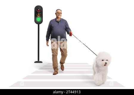 Uomo maturo che cammina un cane frise bichon in un attraversamento pedonale isolato su sfondo bianco Foto Stock