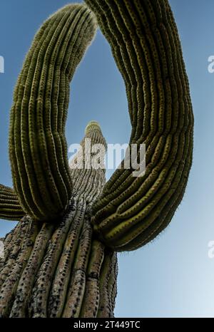 Saguaro Cactus Arms si infrangono contro il cielo blu nel Parco Nazionale del Saguaro Foto Stock