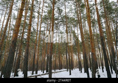 I tronchi sottili di pini alti nella foresta invernale Foto Stock