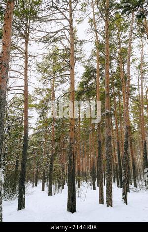 I tronchi sottili di pini alti nella foresta invernale Foto Stock