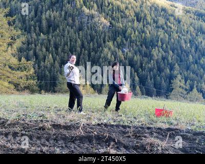 Le donne durante la raccolta delle patate sorridono e portano un cane in un secchio in Valle d'Aosta con un bosco alle spalle. Nord-ovest Italia. 27 ottobre 2023 Foto Stock