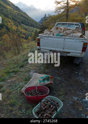 Patate appena raccolte in secchi e con prelievo in una giornata autunnale sulle montagne della Valle d'Aosta NW Italia. 27 ottobre 2023 Foto Stock