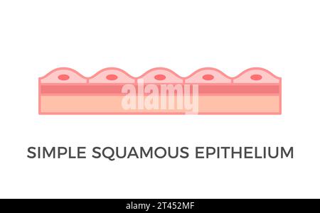 Semplice epitelio squamoso. Tipi di tessuto epiteliale. Un singolo strato di pavimentazione come cellule che allineano i vasi sanguigni e le cavità corporee. Vettore Illustrazione Vettoriale