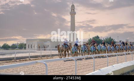 Al Shahaniya, Doha, Qatar - 03 ottobre 2023: I custodi di cammelli stanno preparando e condizionando i cammelli sul tracciato di al Shahaniya Foto Stock