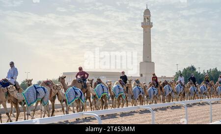 Al Shahaniya, Doha, Qatar - 03 ottobre 2023: I custodi di cammelli stanno preparando e condizionando i cammelli sul tracciato di al Shahaniya Foto Stock