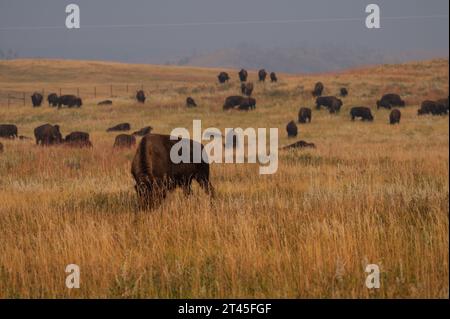 Pascolo di mandrie di bisonti nel Custer State Park, South Dakota Foto Stock