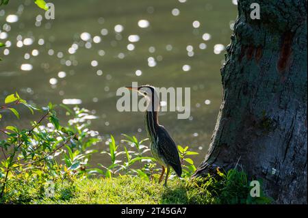 Curioso Green Heron butorides virescens su un argine fluviale Foto Stock