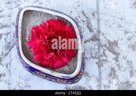 I chiodi di garofano rossi fioriscono in un antico vaso blu d'epoca con pila di ceneri isolate su sfondo grigio. Vista dall'alto, primo piano. Bellezza per le ceneri, concetto iblico. Foto Stock
