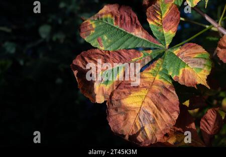 Primo piano di una foglia del castagno. La foglia è di colore giallo, marrone e verde in autunno. Foglie verdi sfocate sullo sfondo. Lì Foto Stock