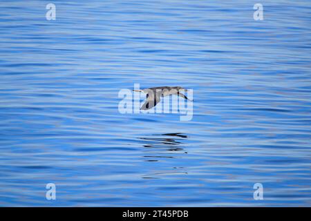 Northern Gannet Morus bassanus giovanile Foto Stock