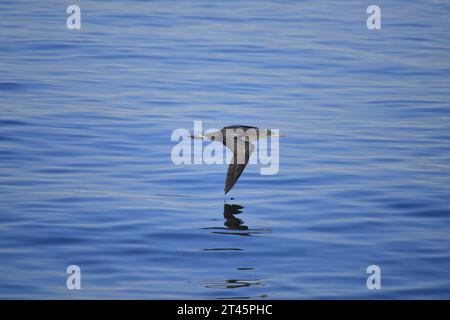 Northern Gannet Morus bassanus giovanile Foto Stock