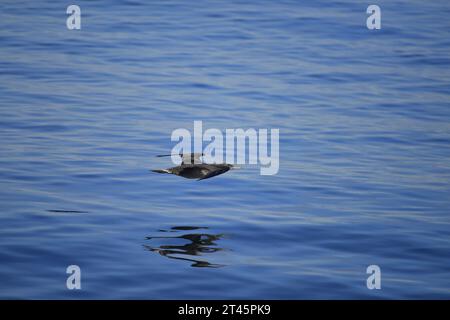 Northern Gannet Morus bassanus giovanile Foto Stock