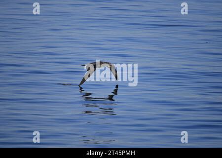 Northern Gannet Morus bassanus giovanile Foto Stock