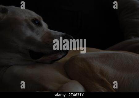 Cane bianco. Fotografia dai toni bassi. Foto Stock