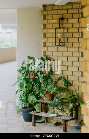 Vibranti piante in vaso contro pareti in mattoni gialli con lampada a sospensione estetica, fiori con petali rossi, decorazioni in giardino, estetica botanica, casa all'aperto Foto Stock