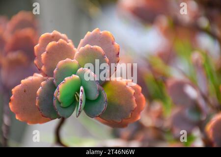 Kalanchoe fedtschenkoi, comunemente chiamato capesante di lavanda tricolore succulento Foto Stock