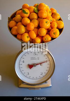Un chilogrammo di cumquat maturi pesato su bilance; noto anche come kumquat Foto Stock