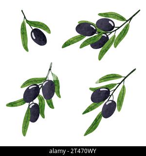 Set di rami d'oliva ad acquerello. Illustrazione delle olive vettoriali Illustrazione Vettoriale