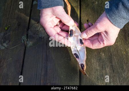 Risparmio di fagioli da piantare l'anno prossimo. Questi sono "Scarlet Emperor". Foto Stock