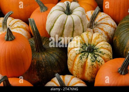 Mucchio di molte zucche multicolore e zucche di forme e colori diversi. Diversi tipi colorati zucche decorazione Foto Stock