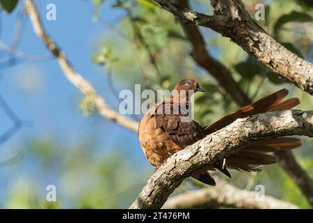 Un singolo maschio, Brown Cuckoo-dove si ferma per iniziare a pregare il suo piumaggio mentre si arrocca su un arto della foresta pluviale a Hasties Swamp, Atherton, Australia. Foto Stock