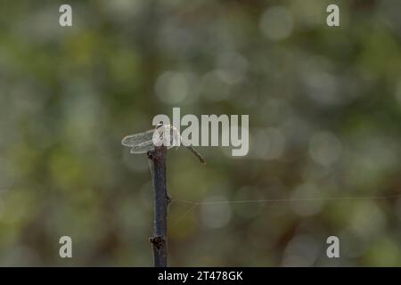 Una libellula poggia su un ramo con le sue ali spostate in avanti Foto Stock