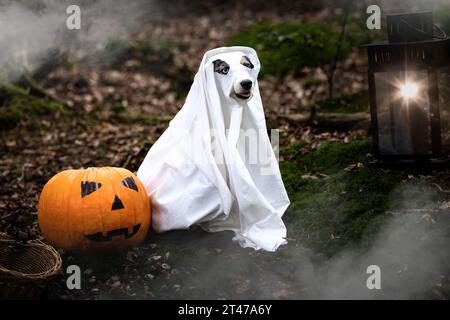 Ritratto di uno Sheperd australiano in costume di Halloween come fantasma con una zucca e una lanterna nel bosco Foto Stock