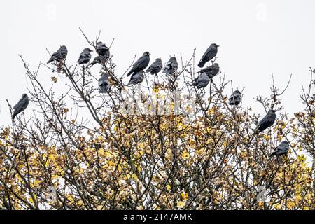 Gregge di Jackdaws, Corvus monedula, si arrampica su un albero di Sycamore Foto Stock