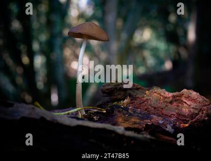 Funghi con gambo radicato Xerula radicata. Foto Stock