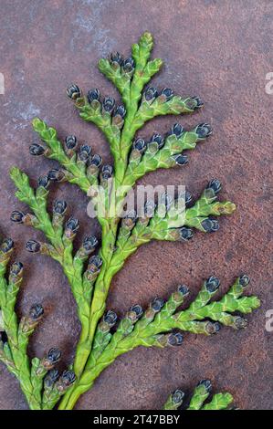 Cipresso di lawson o albero di Chamaecyparis lawsoniana con fiori maschili neri adagiati su metallo Foto Stock