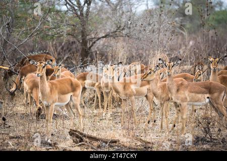 Un grande gruppo di Impala in piedi nel bushveld asciutto insieme guardano in allerta Foto Stock