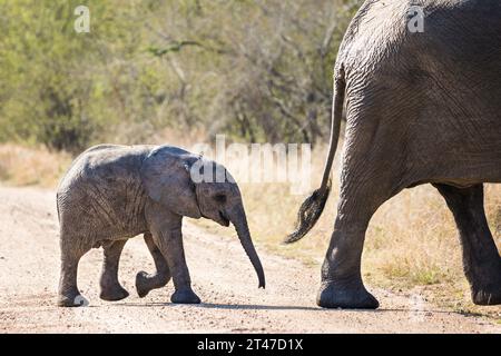 Un giovane elefante africano segue da vicino la madre attraverso la strada sterrata Foto Stock