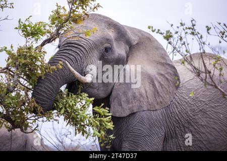 Primo piano di un toro di elefante africano che pascolava su un albero Foto Stock
