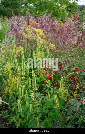 Estate nei giardini di RHS Bridgewater, Worsley, Salford, Inghilterra. Agastache bianche con rosa anche e erbe ornamentali. Foto Stock