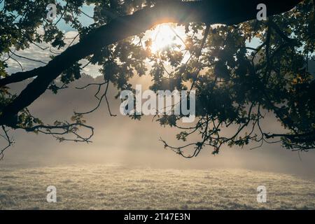 Il sole del mattino presto splende attraverso i rami di un albero mentre le pecore pascolano nel campo in una zona rurale a nord di Londra all'interno della M25 nel Regno Unito Foto Stock