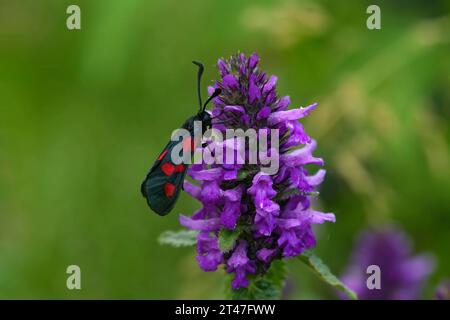 Primo piano naturale su una colorata falena di burnet a cinque punti, Zygaena trifolii su un fiore viola Foto Stock