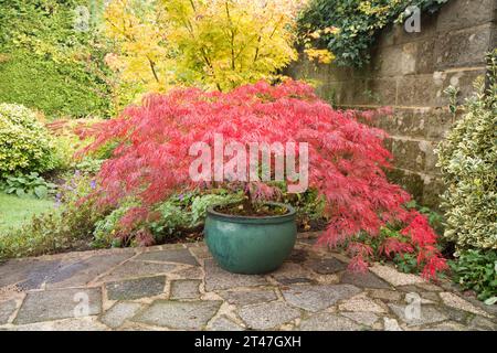 Acer palmatum dissectum Garnet, acero giapponese, in un vaso verde su un patio giardino, le foglie sono cambiate in rosso intenso in autunno Foto Stock