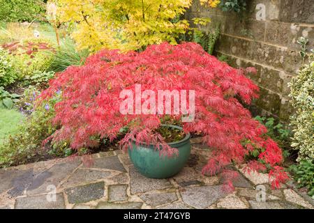 Acer palmatum dissectum Garnet, acero giapponese, in un vaso verde su un patio giardino, le foglie sono cambiate in rosso intenso in autunno Foto Stock