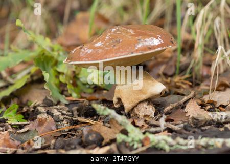 Slippery Jack, Suillus luteus, toadstool, Sussex, Regno Unito, ottobre Foto Stock