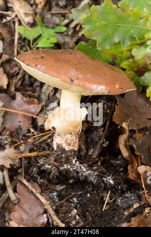 Slippery Jack, Suillus luteus, toadstool, Sussex, Regno Unito, ottobre Foto Stock