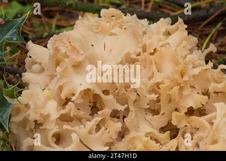 Cavolfiore di legno, fungo di cavolfiore, crocrispa di Sparassis, rosetta di funghi commestibili che crescono alla base del pino scozzese Foto Stock