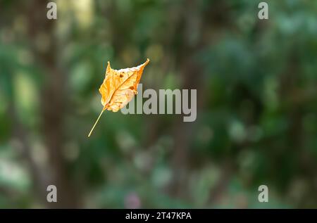 foglia gialla bloccata nell'aria, intrappolata in una ragnatela Foto Stock