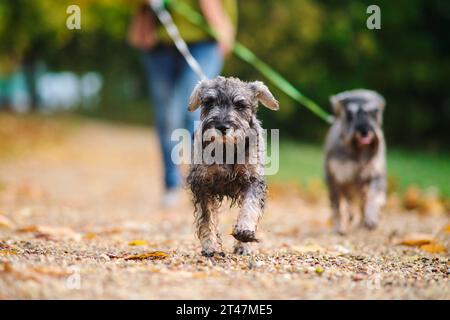 Due cani da schnauzer in miniatura che camminano con il proprietario nel parco Foto Stock