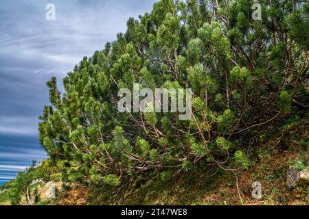 In Val Vermenagna, nel parco delle Alpi marittime, una suggestiva valle immersa nella natura più selvaggia Foto Stock