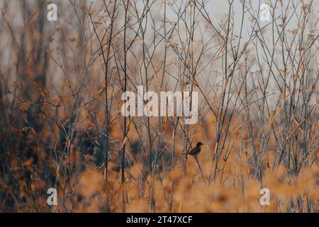 habitat naturale degli uccelli canori nelle praterie Foto Stock