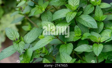 Vista ravvicinata dei gambi di menta piperita adornati con foglie verdi vivaci. Questa erba aromatica è comunemente usata come spezia alimentare e ha una lunga storia Foto Stock