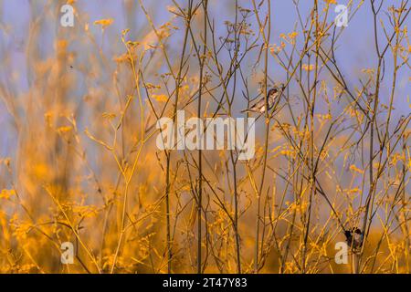 habitat naturale degli uccelli canori nelle praterie Foto Stock