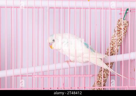 Un budgie bianco sembra una gabbia rosa. Foto Stock